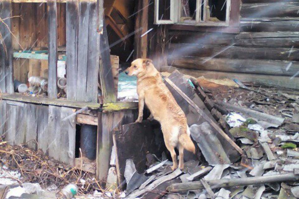 Брошенная собака охраняет никому не нужный дом. Фото: Ирина БОБКОВА.