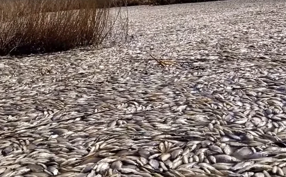 Прокуратура проверяет случай с мором рыбы в Челябинской области. Фото: Рустам Хасанов.