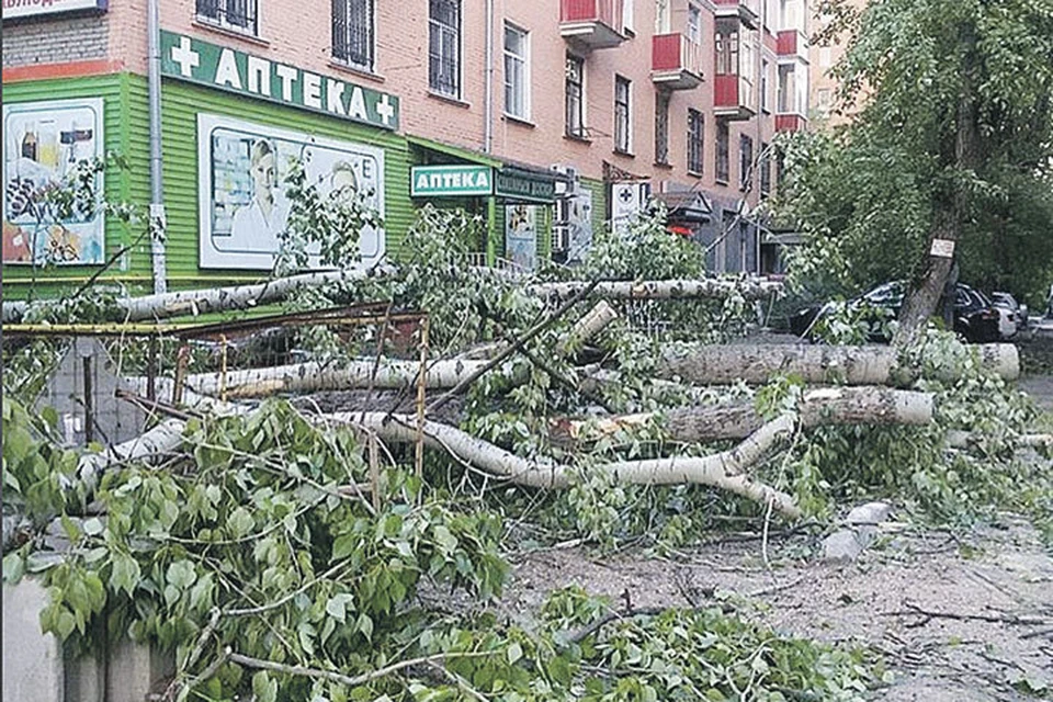 После урагана было повалено большое количество деревьев. Фото: instagram.com