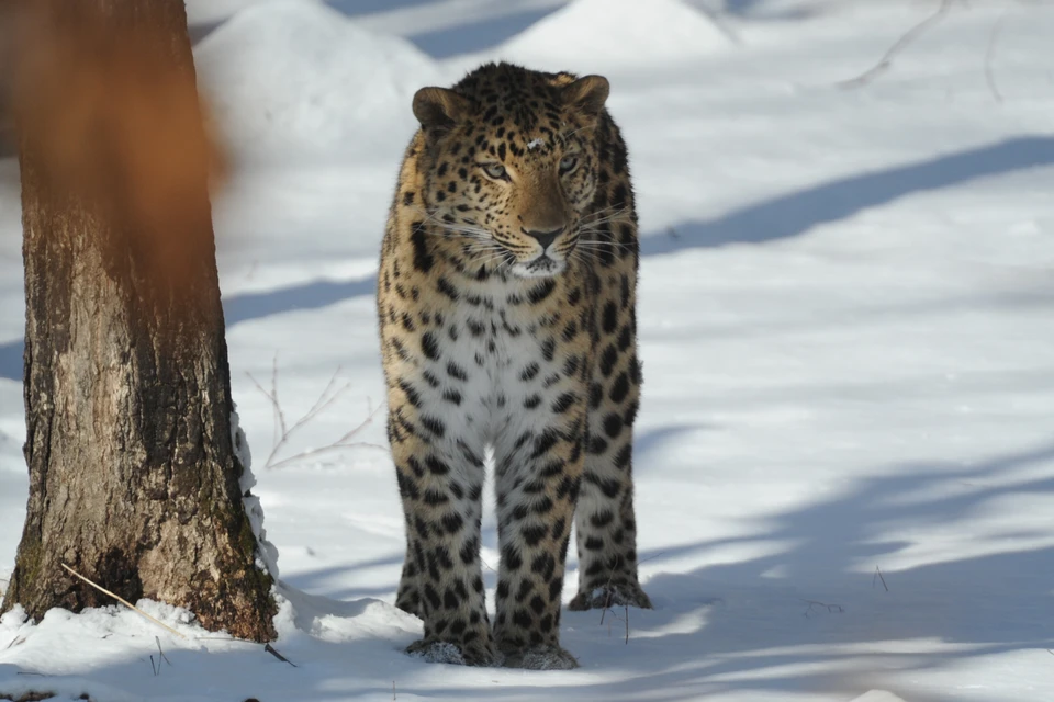 Популяция дальневосточного леопарда с недавних пор находится под особым контролем государства.