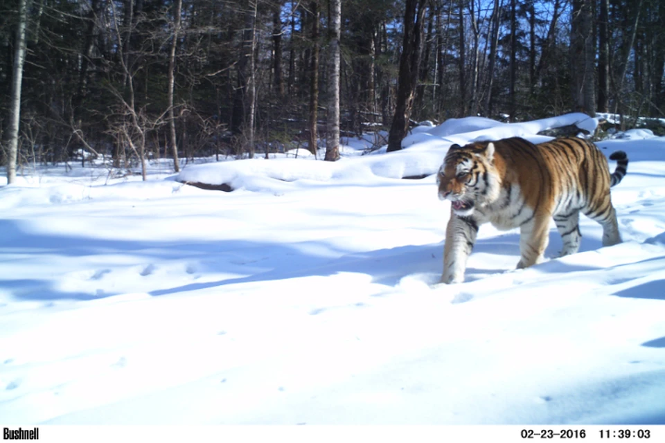 В Хабаровском крае численность тигров неуклонно растет