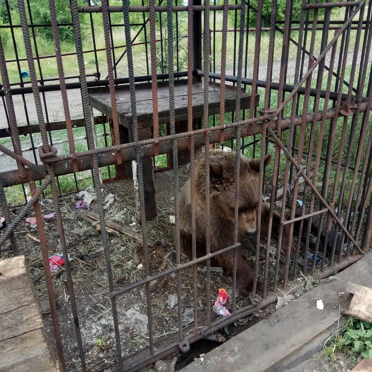 В Ростовской области в частном зоопарке от голода гибнут животные - KP.RU