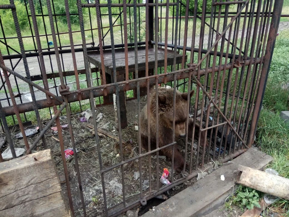 На медведя невозможно смотреть без слез. Фото: страница Вконтакте Juliana Gromova.