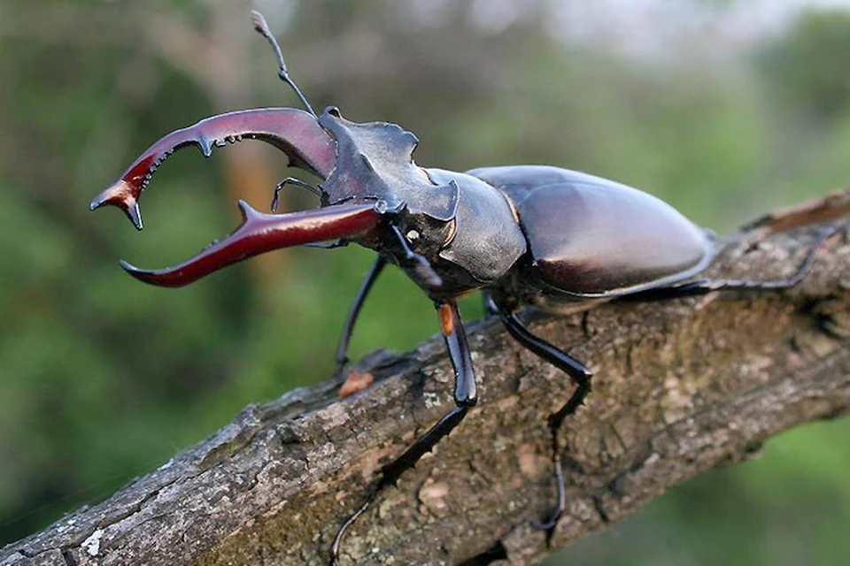 самый большой жук в Европе, жук-рогач (Lucanus сervus), был обнаружен на территории Дании. Фото: с сайта oblkompriroda.volgograd.ru