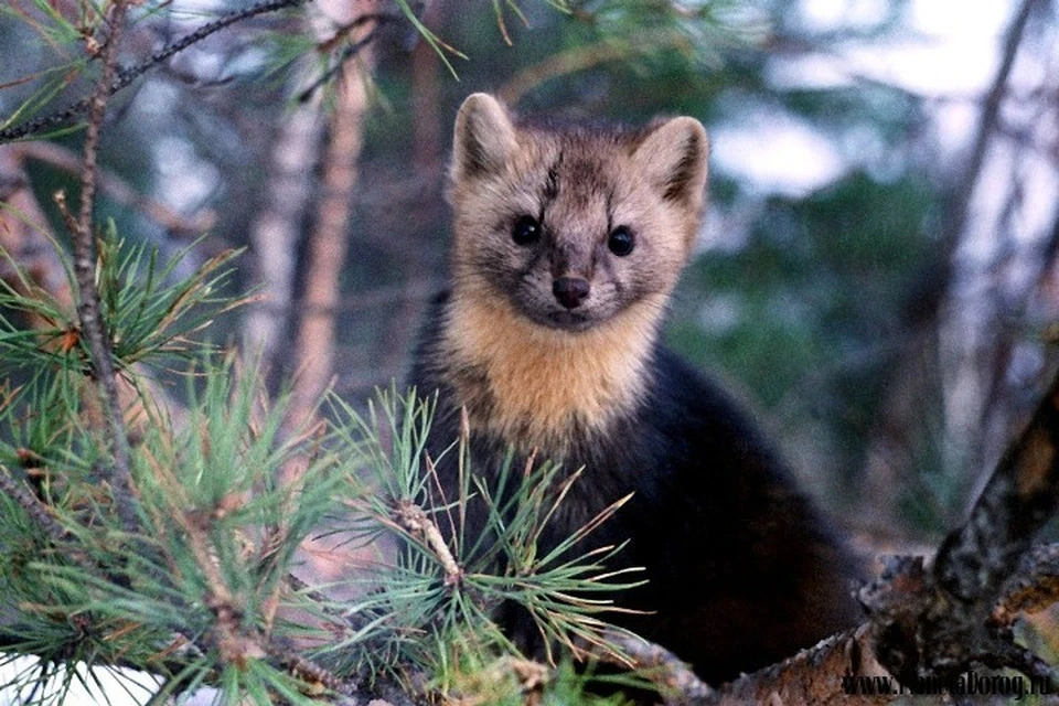 В Томской области возросла численность соболя. Фото: Nature-pictures.tolpix.ru