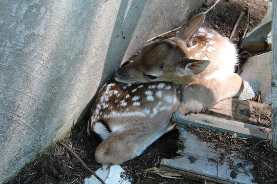 Новорожденный олененок фото