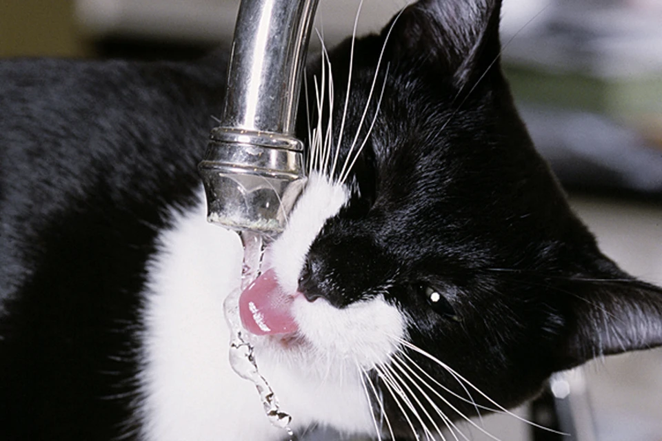 Этой кошке повезло: пить воду из-под крана можно далеко не везде.