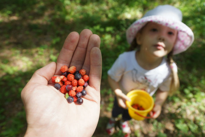 Ягоды лесные в Ленобласть нас манили