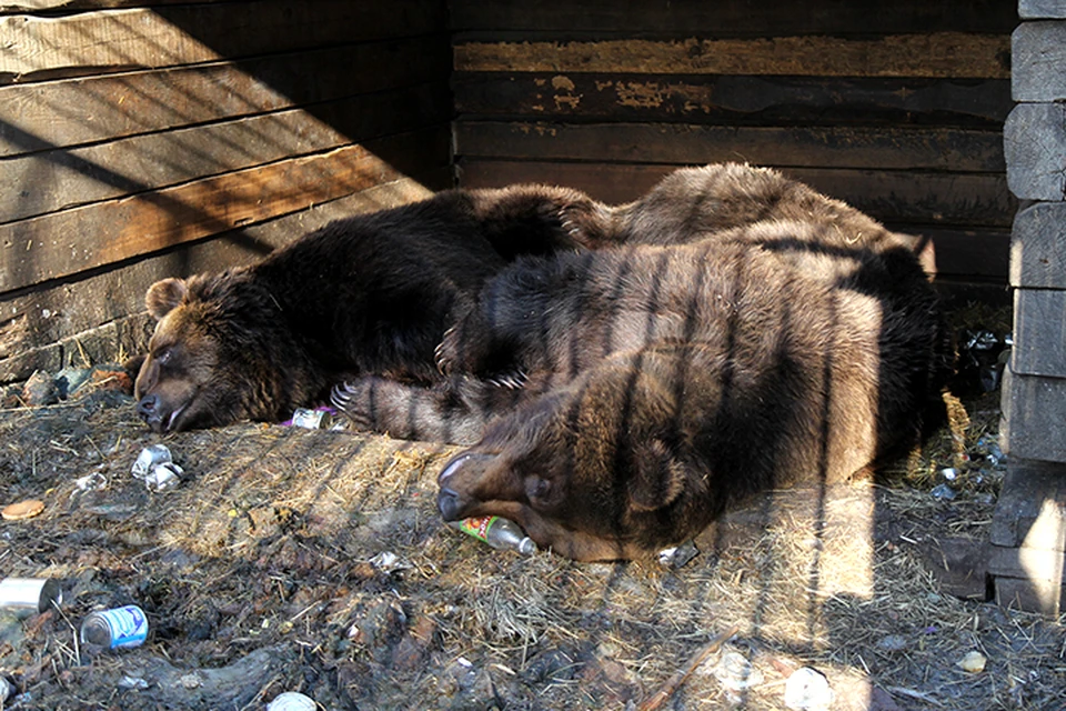 Медведь отгрыз руку посетителю кафе, который пытался его накормить в Иркутской области
