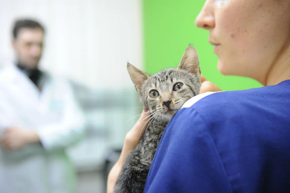 Этому котенку врачи дали кличку Серенькая. Малышка быстро идет на поправку.