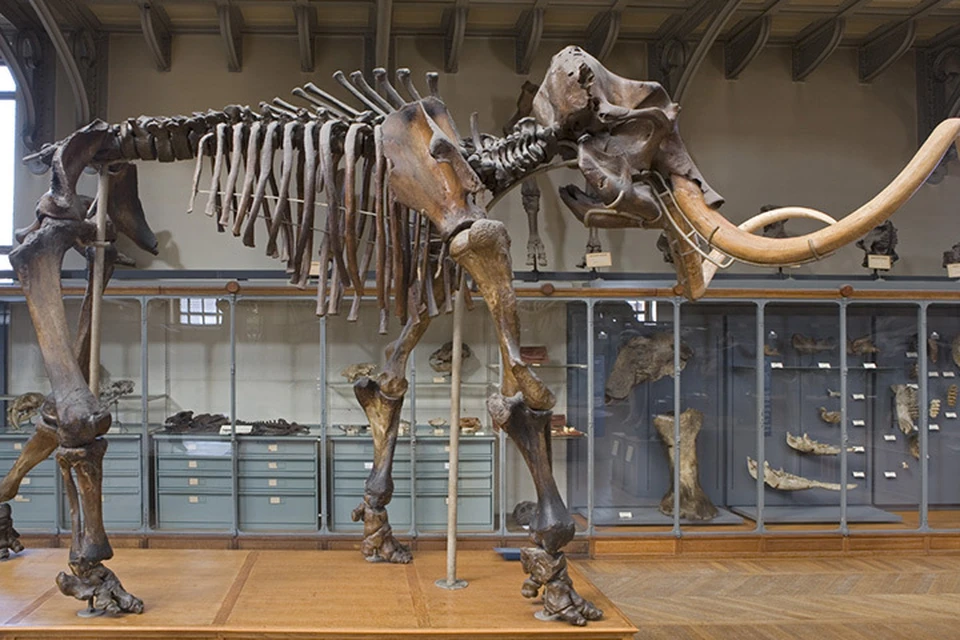 Мамонт Воллосовича в парижском Национальном музее естествознания. Фото: Muséum National d'Histoire Naturelle