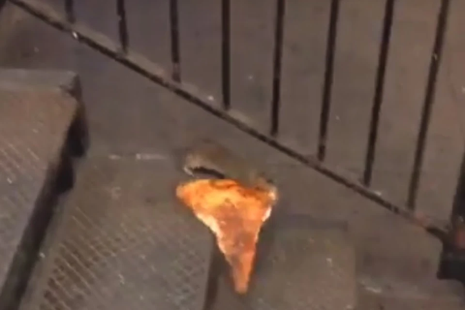 Крыса с пиццей: кадр из видео, которое посмотрели 10 миллионов человек.