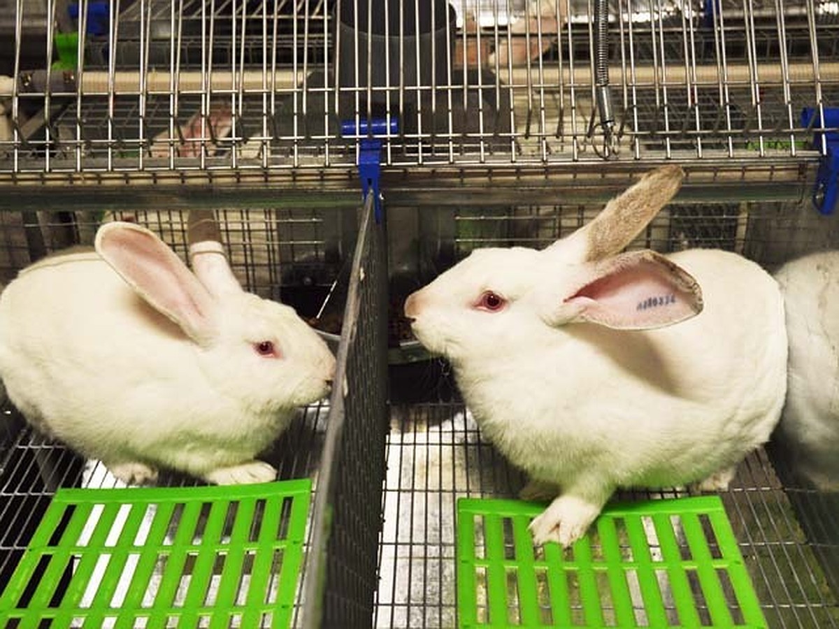 Кроличья ферма как бизнес: с чего начать и как разводить кроликов