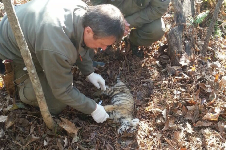 Мертвого тигренка нашли недалеко дороги в Хабаровском крае. ФОТО: официальный сайт центр «Амурский тигр»