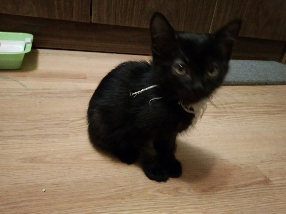 Один из спасенных котят