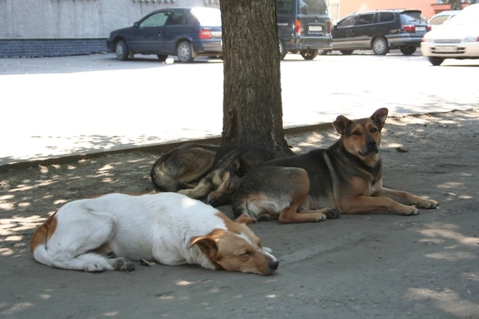 В Иркутске еще один пес, числящийся по документам мертвым, родил щенков