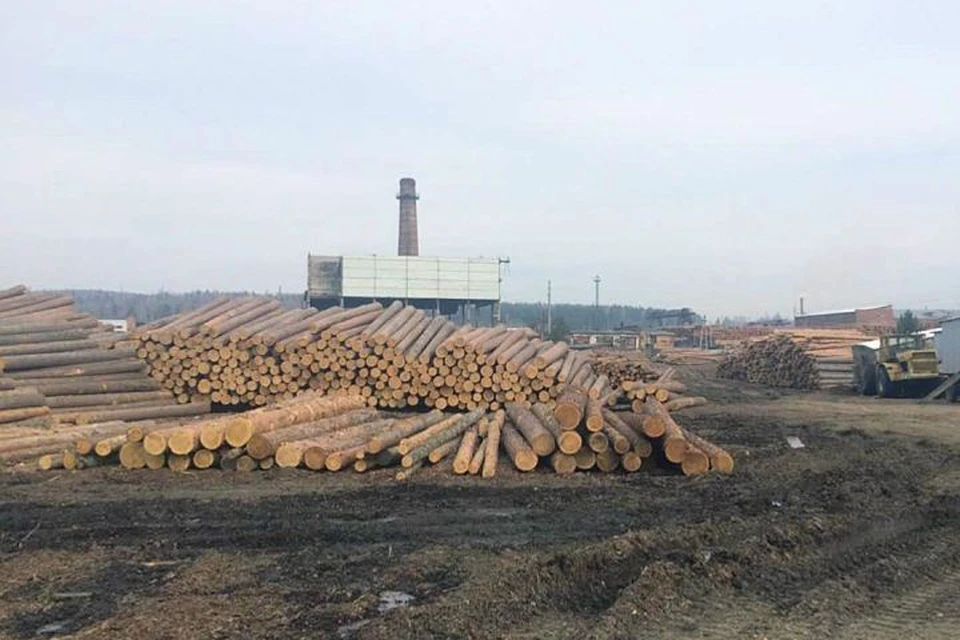 Пилотный проект по маркировке древесины: в Иркутской области выдали первые 100 тысяч идентификационных карт