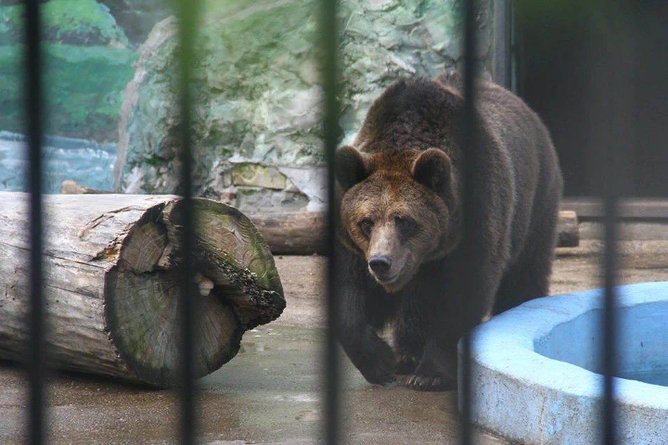 Нижегородская медведица Ляля прервала зимнюю спячку из-за декрета.