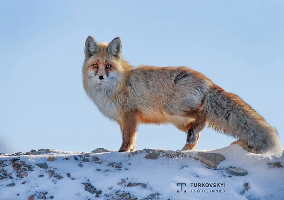 Любопытство взяло вверх - познакомиться с гостями пришла рыжая лисица. В таких холодах только теплая шубка ее и спасает.