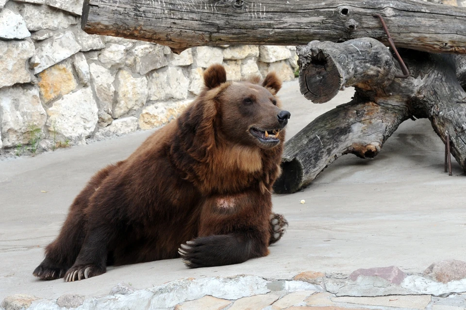 Бурые медведи в Московском зоопарке впали в спячку.