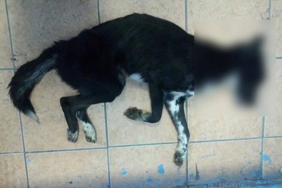 Истощенную собаку женщина не довезла до ветклиники - животное умерло по дороге. Фото: "Мурманск"