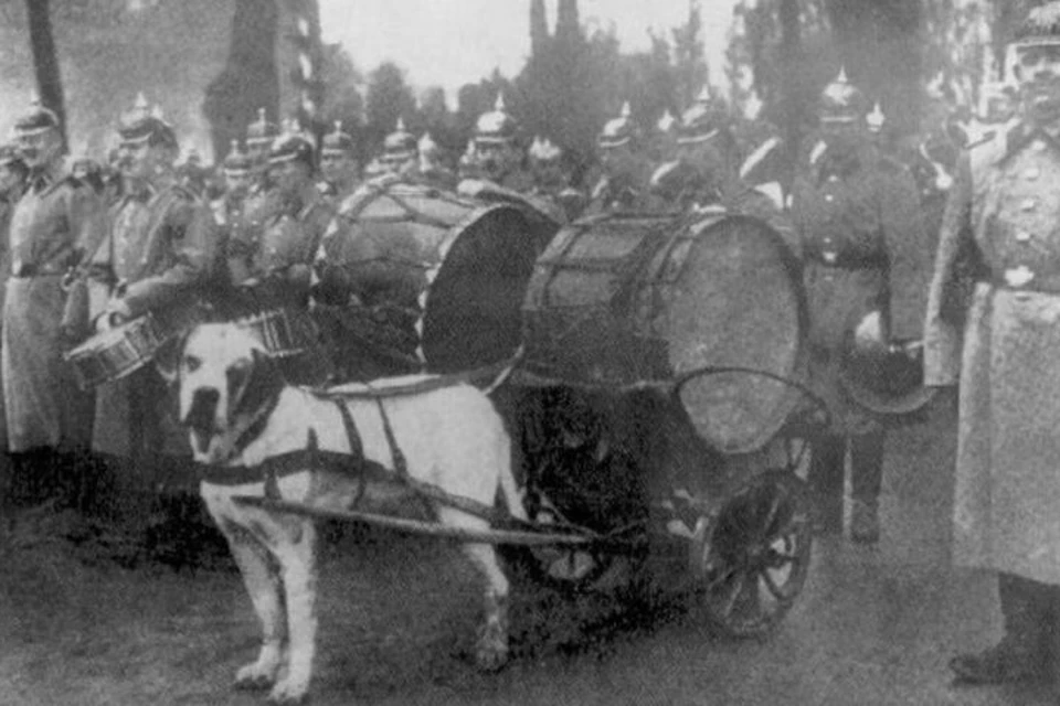 В битве при Садовой пруссаками была захвачена барабанная повозка 77-го австрийского полка. Вместо лошади в нее был впряжен сенбернар по кличке Султан.