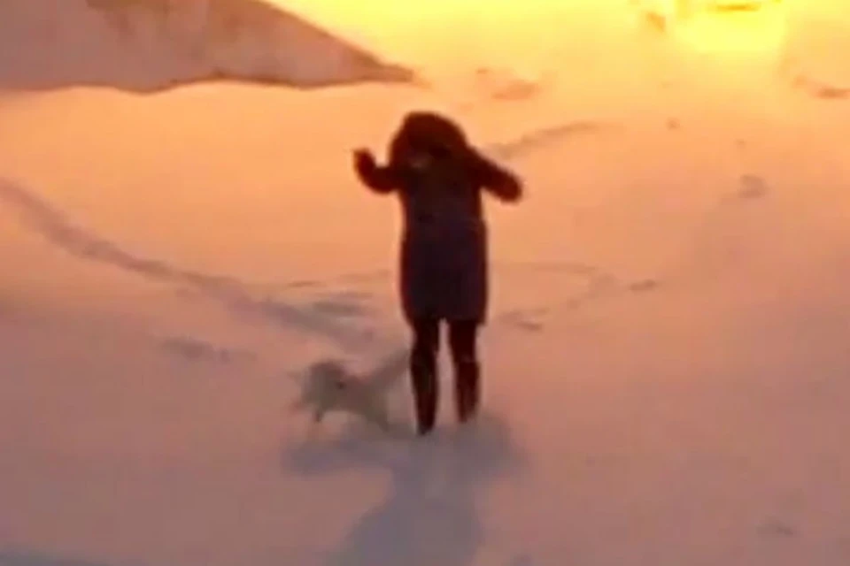 «Полный песец!»: в Норильске хищник атакует прохожих и собак. Фото: стоп-кадр видео Игорь КАРПУША.