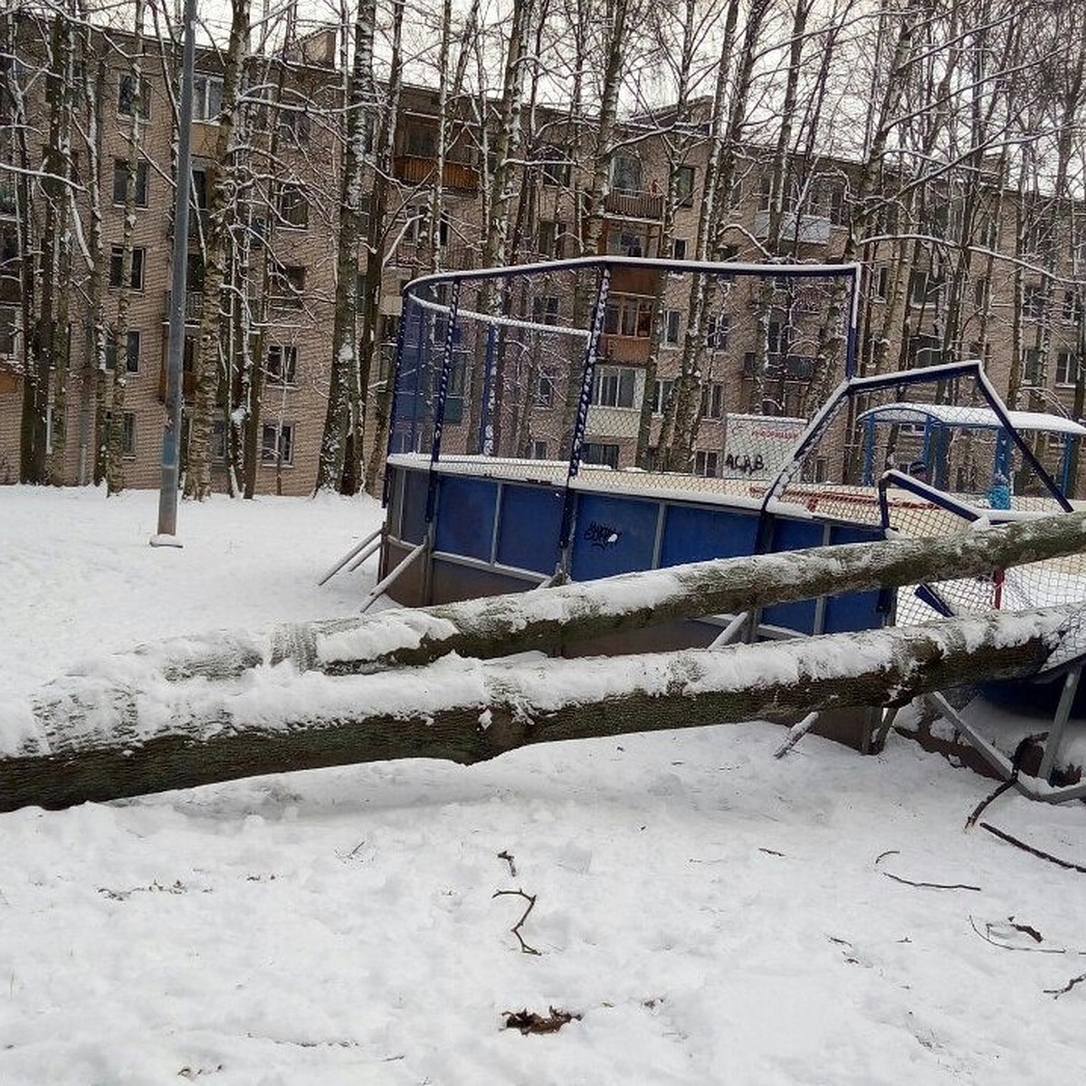 В Пушкине дерево упало на хоккейную коробку - KP.RU