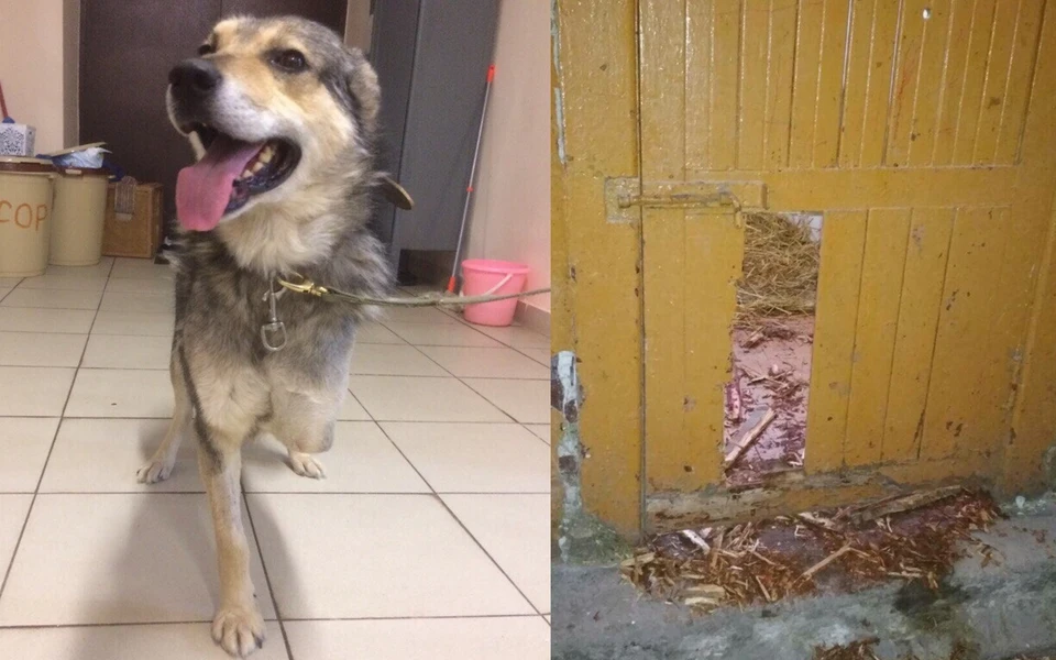 Собака на столько хотела домой, что превратила кусок деревянной двери в щепки и вырвалась наружу