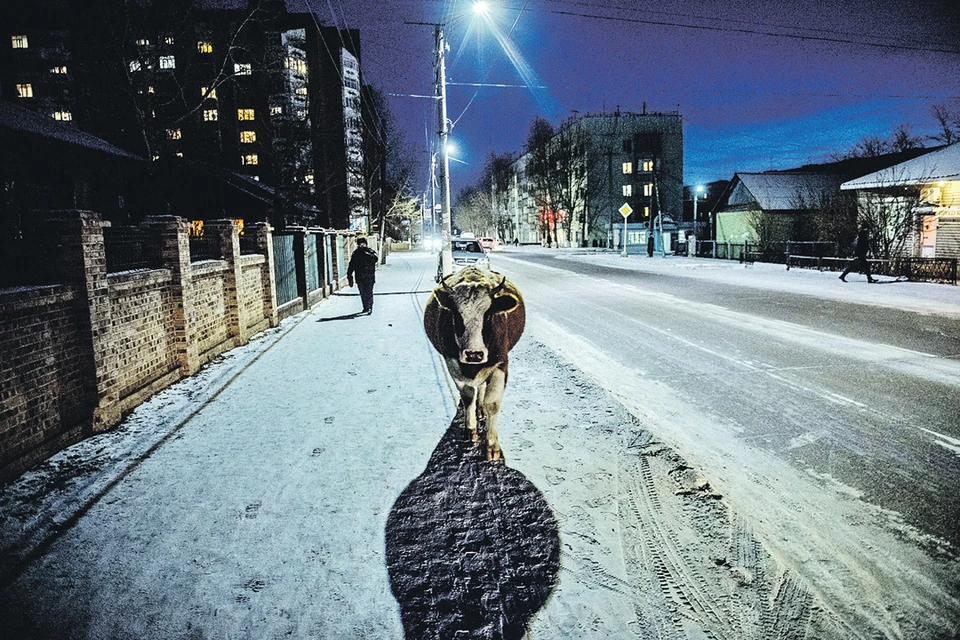 По сумрачным улицам российского Забайкальска (его население 13 тыс. человек) ходят коровы...
