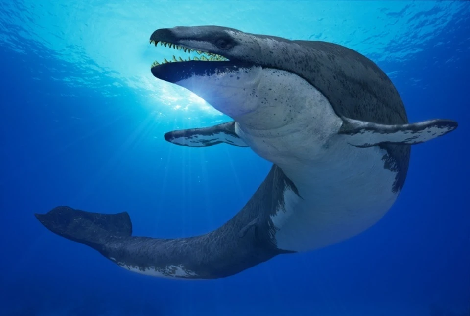 Так выглядел кит 40 млн лет назад. Фото: предоставлено музеем-заповедником Азова