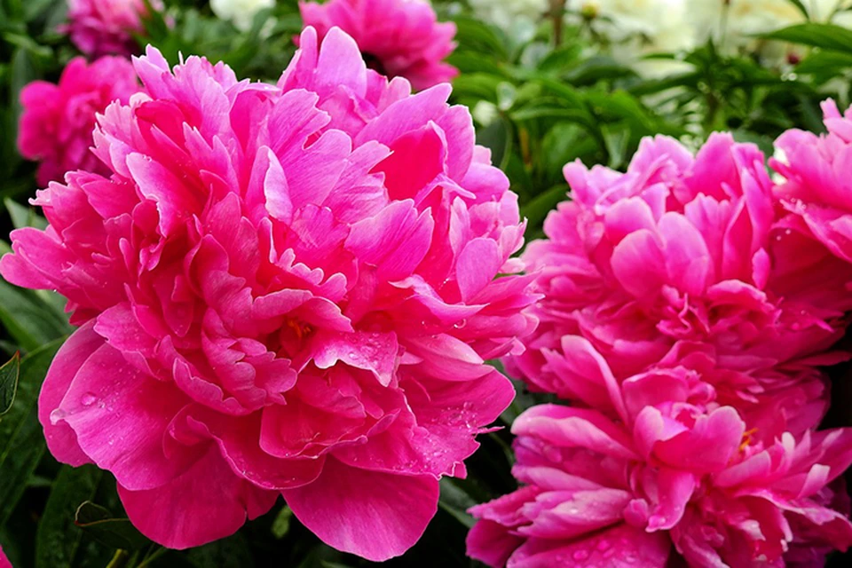 Фото: pixabay.com