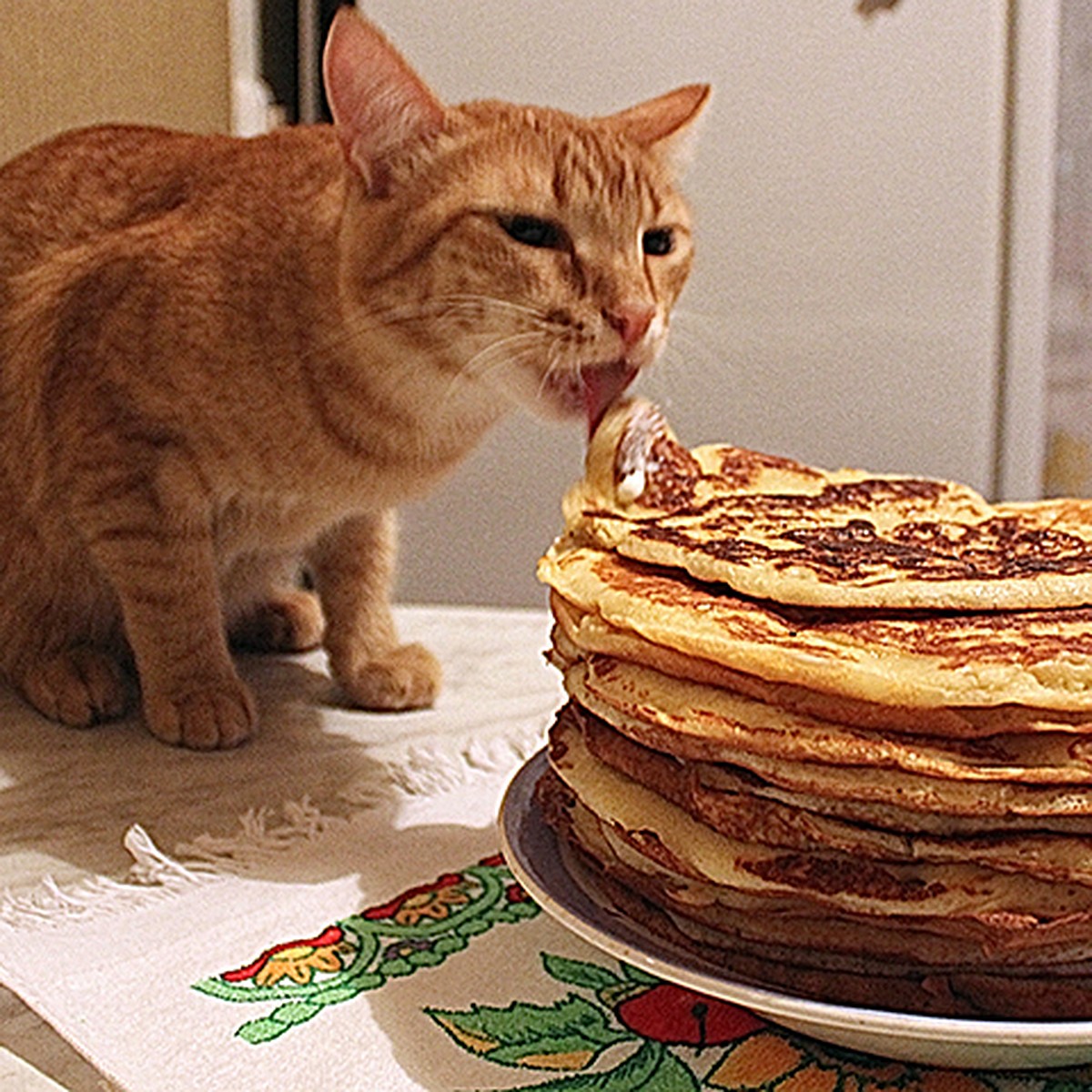 Почему коты всегда любят мясо, но не чувствуют сладкий вкус. Важные факты  про усатых-полостых и их еде - KP.RU