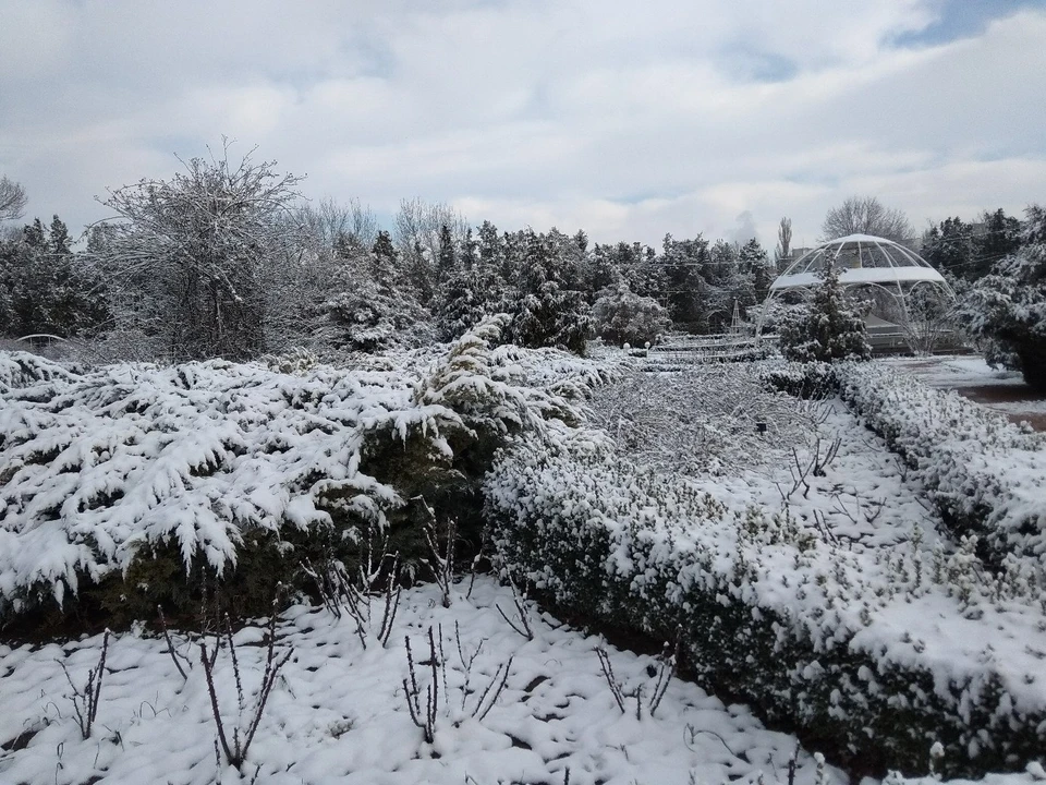 Ботанический сад КФУ - весь в белом
