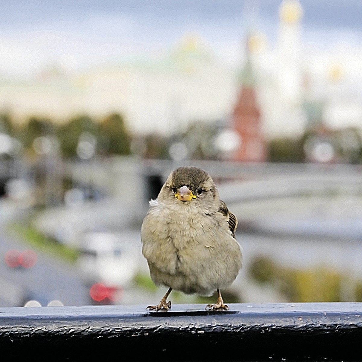 Замолкшие в терновнике, или Куда делись московские воробьи? - KP.RU