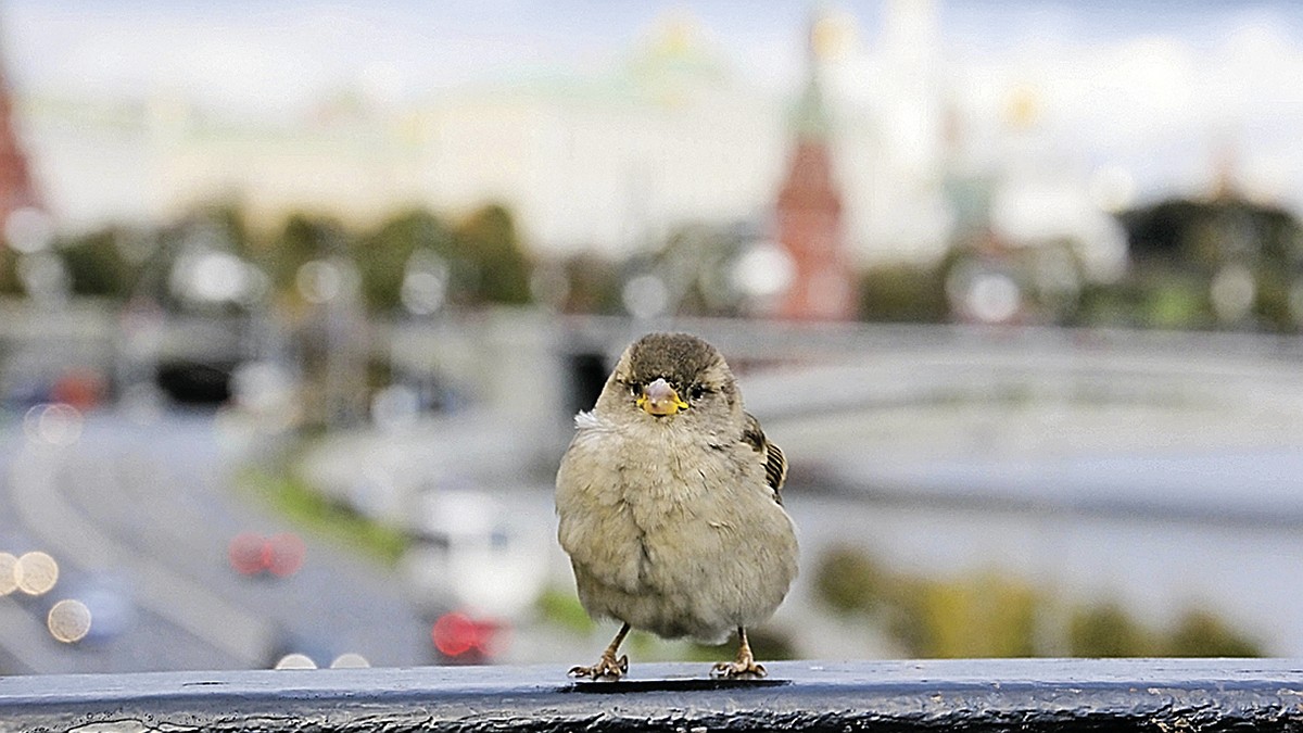 Замолкшие в терновнике, или Куда делись московские воробьи? - KP.RU