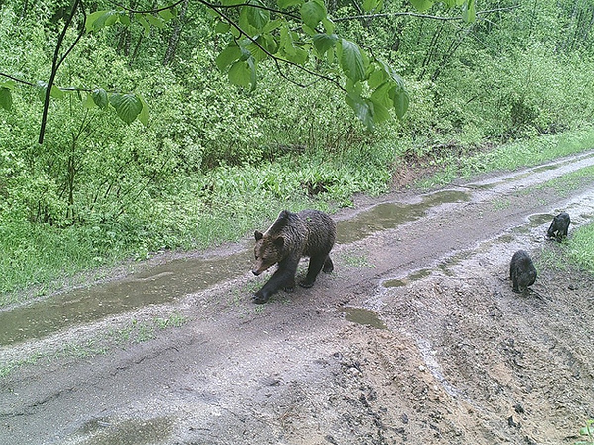 Двое пьяных в Витебском районе встретили медведя: одному он лизнул щеку, а  второго чуть не загрыз - KP.RU