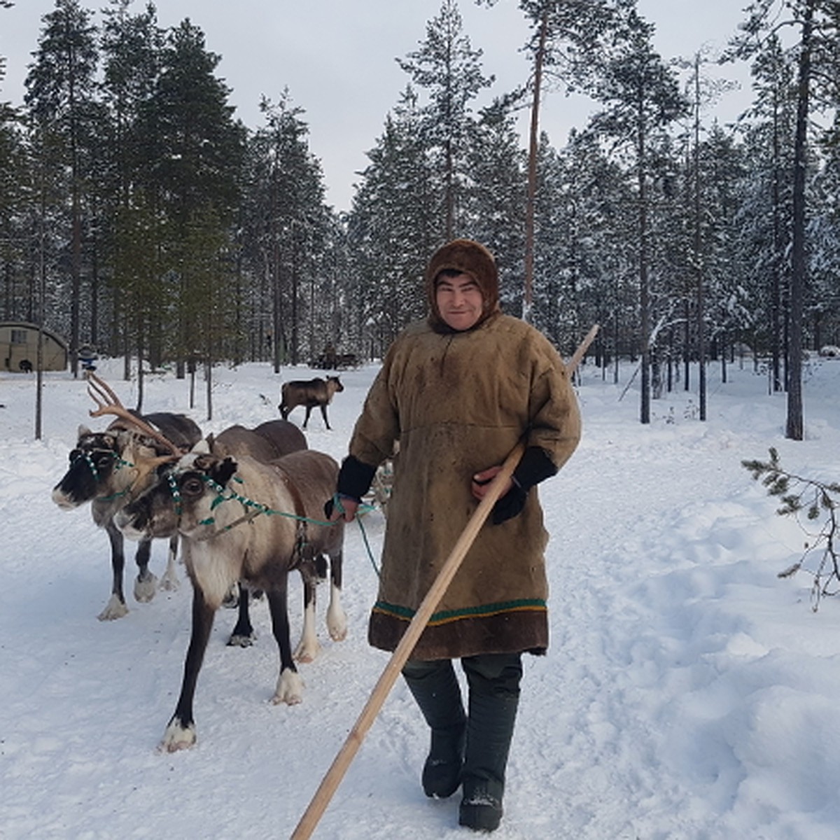 На оленях в другое измерение, или зачем ехать на Пинегу - KP.RU