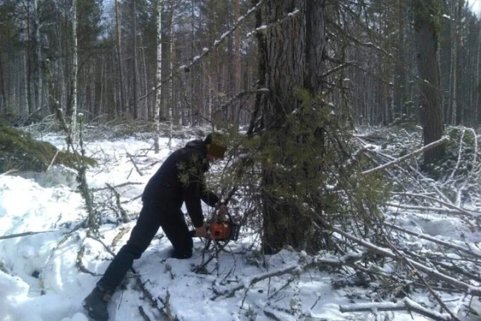 Полиция задержала банду, которая вырубила леса на 56 миллионов рублей в Иркутской области