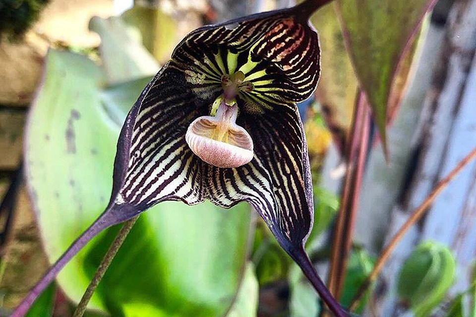 В Ботаническом саду расцвела редкая орхидея. ФОТО предоставлено Ботаническим садом