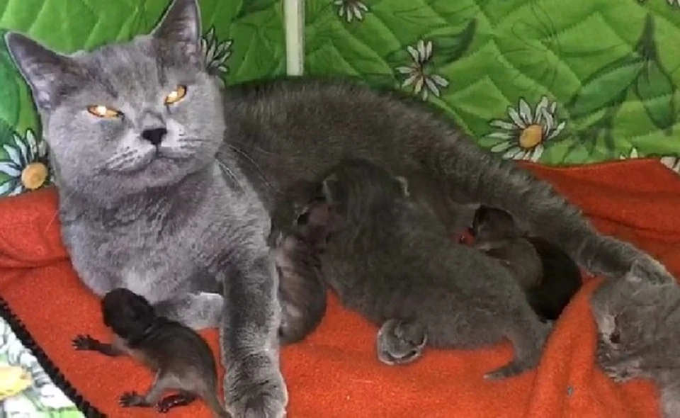 Кошка Виви выкормила не только своих малышей, но и маленьких енотиков