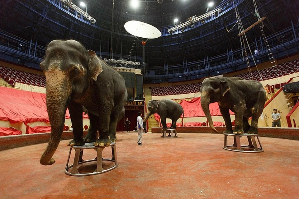 Слоны из Цирка на Фонтанке добрейшие животные