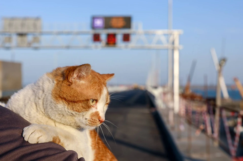Рыжий талисман контролирует возведение моста через Керченский пролив. Фото: кот Моста/Facebook