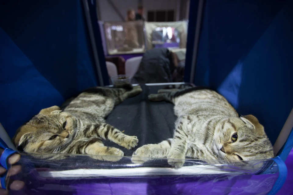 Бездомные коты и кошки смогут жить в «домиках с подогревом», которые появятся в каждом дворе Магаса