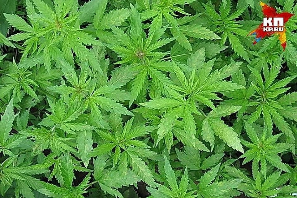 Сотрудниками полиции было найдено кустов конопли дикорастущая конопля наркотическое средство