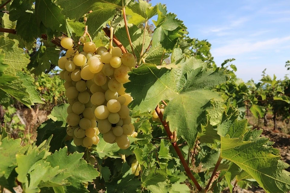 Виноград - настоящее сокровище Крыма.