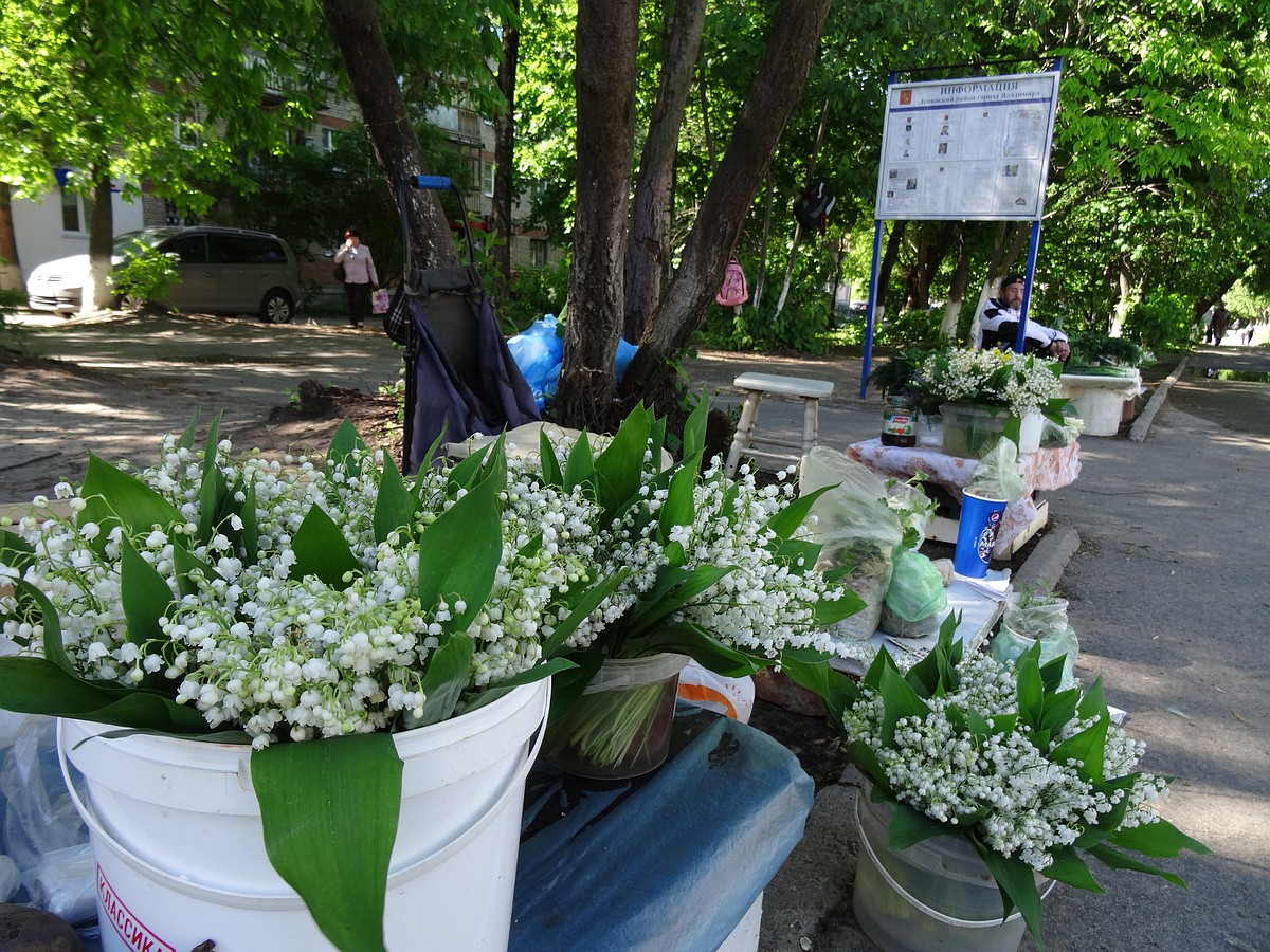 Майский ландыш ядовит - береги своих котов - KP.RU