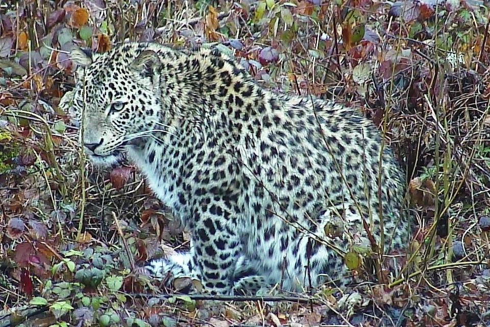 Леопард Килли Фото: Всемирный фонд дикой природы/WWF