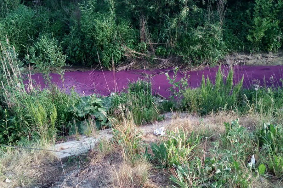 Водоем который окрашивается в нежно розовый цвет. Информация река " Мурзинка" СПБ. Речка окрасилась в фиолетовый цвет. Загрязненная фиолетовая вода. Черничная река.