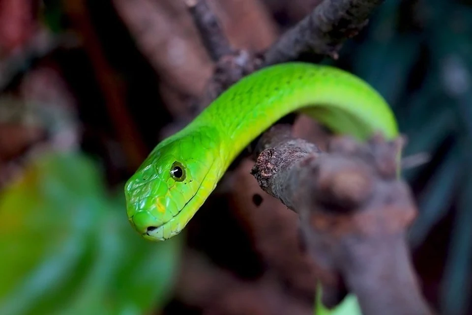 Пострадавшему от яда змеи удалось самому вызвать "скорую". Фото: pixabay.com